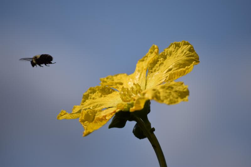 A close-up picture of a bumble bee flying away from an open yellow flower.