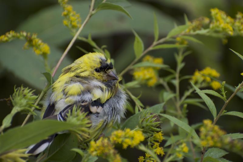 Image of a yellow bird sitting on a branch of goldenrod flowers.