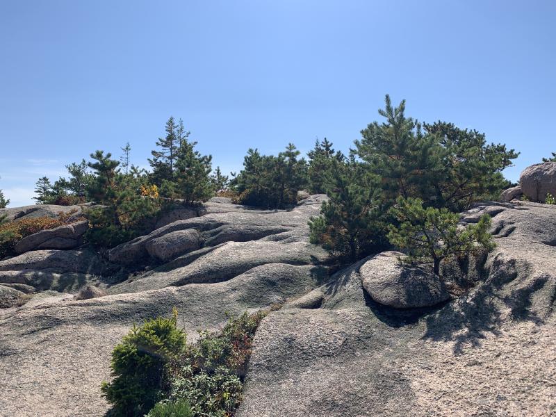 Picture of the terrain of a rocky mountain with pine trees.