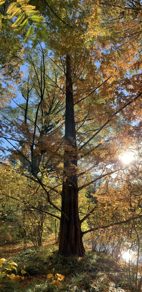 A picture of a dawn redwood tree in the fall with yellow leaves and sunlight seeping through the branches.