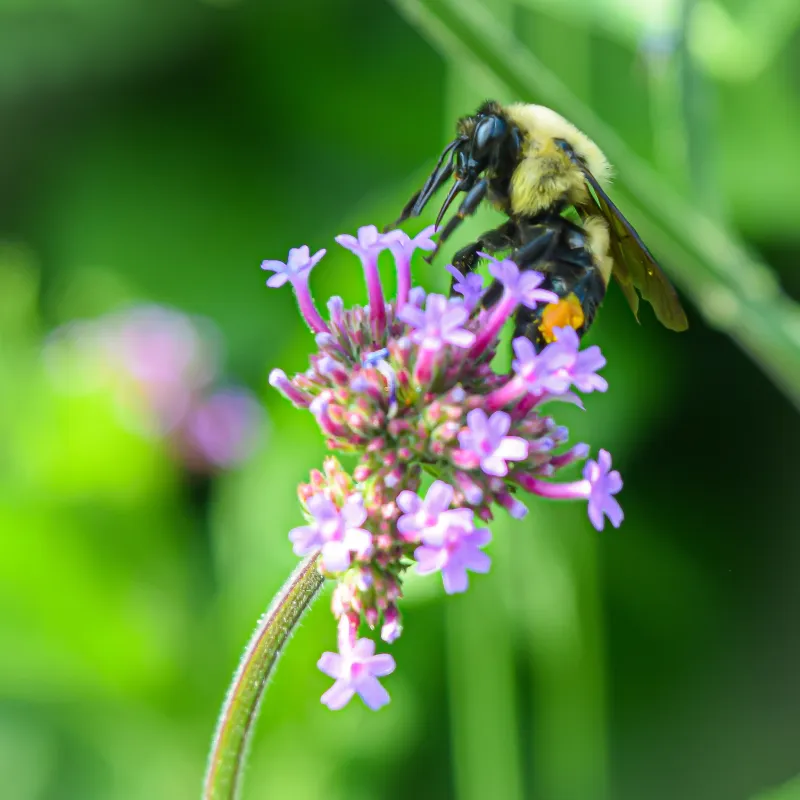 A close-up picture of a bee on a purple vervain flower at the Mount Auburn Cemetery.