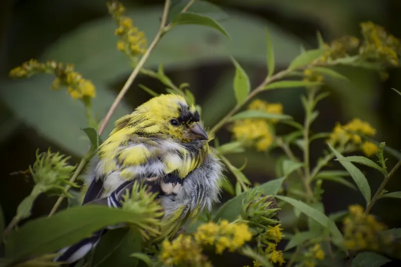 A close-up picture of an American goldfinch nestled in a bush.
