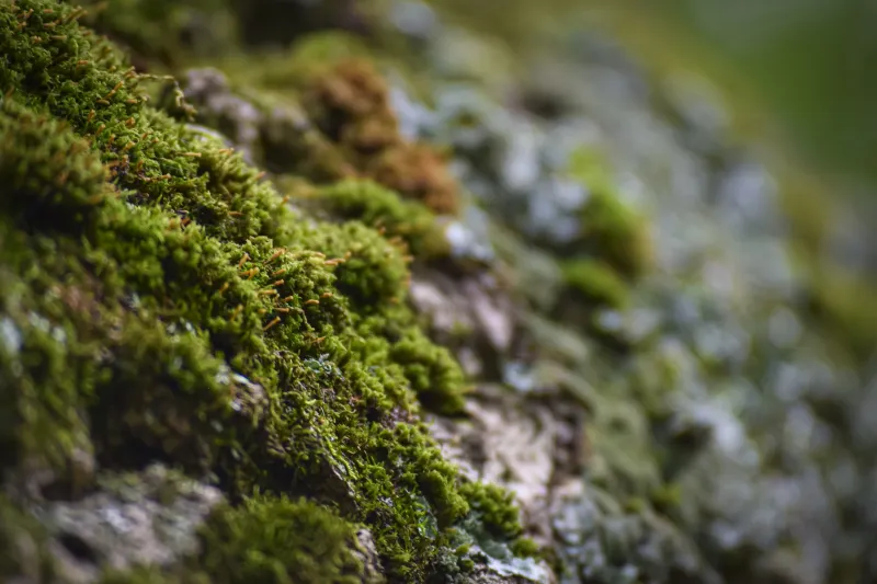 A picture of moss on a tree branch at the Arnold Arboretum.