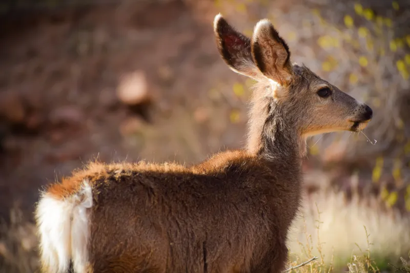 A picture of a mule deer looking to the right.