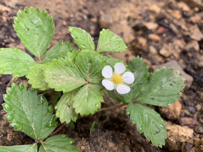 A close-up picture of a strawberry seedling with a flower.