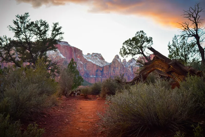 A picture of the sandy Watchman Trail path surrounded by plants with snow-capped mountains in the background.