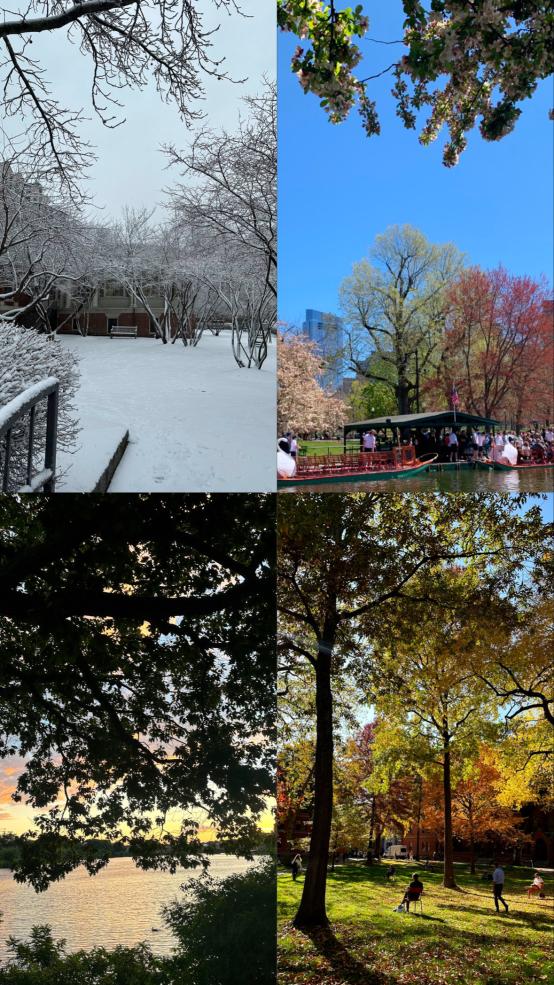 A collage of Harvard and Boston in the four different seasons. Illustrates the passage of time.