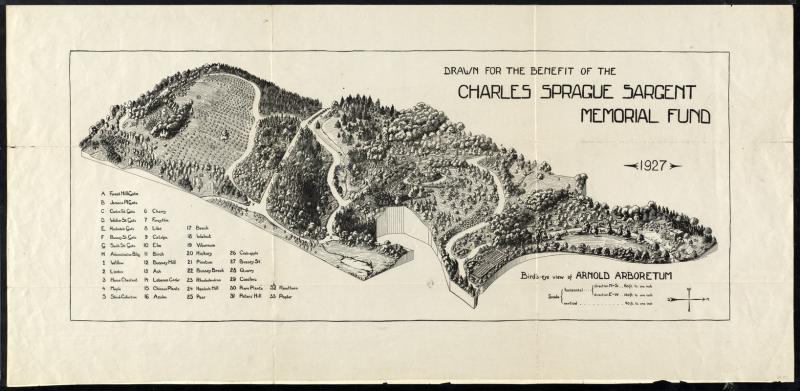 Pictured is a 3D map of the Arnold Arboretum!