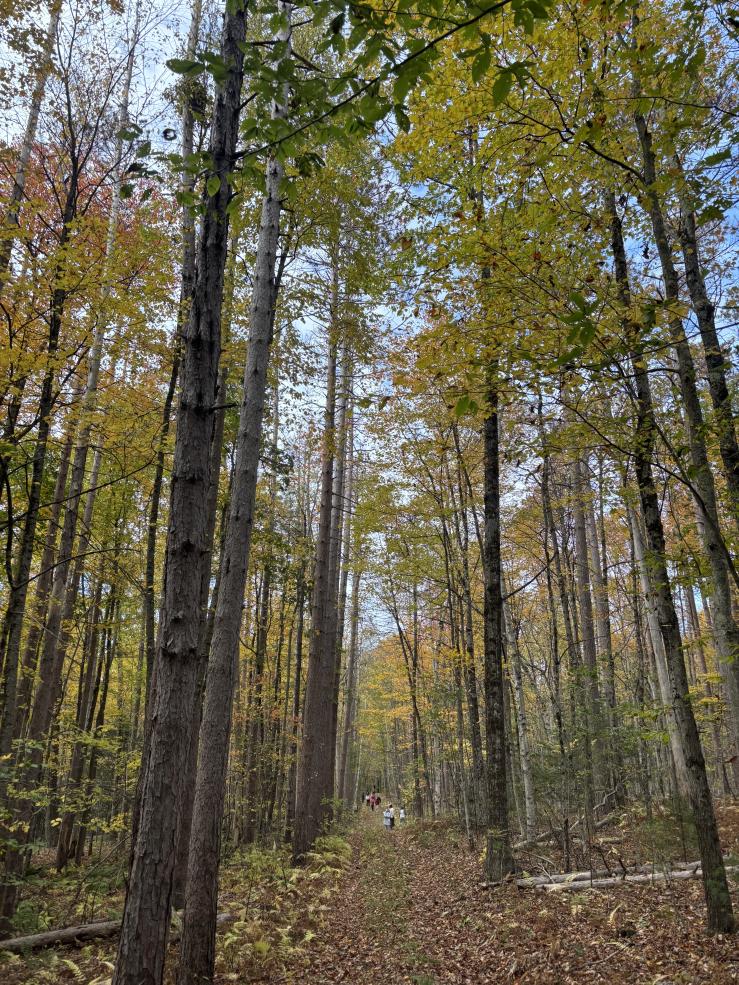 A view of the trees inside a Harvard Forest trail.