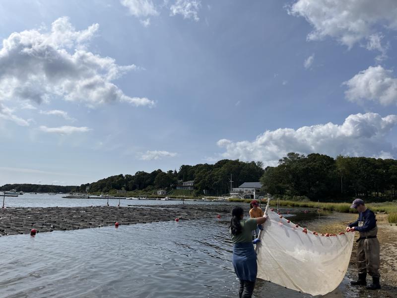 Students using a seine net to bring fish to shore.
