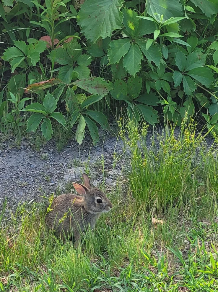 A small brown bunny sits in the grass