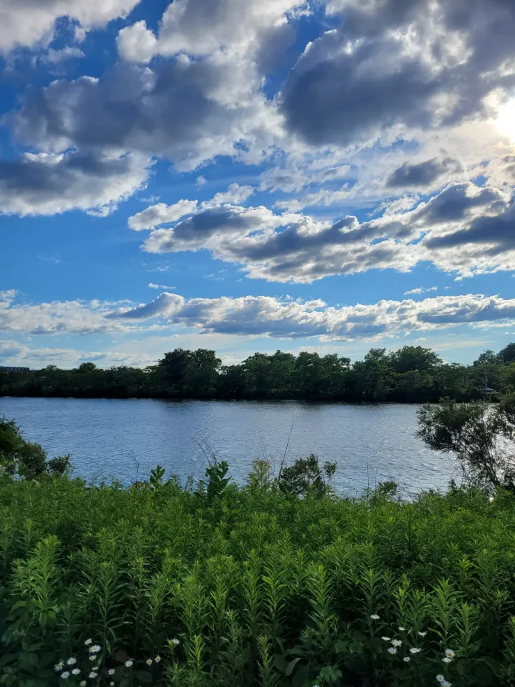 A landscape picture of the Charles River with green vegetation in front of it and a blue sky with white clouds overhead