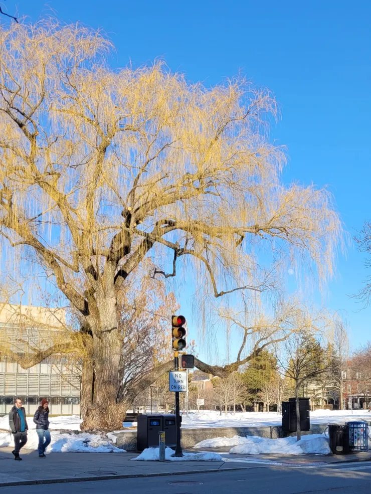 A willow tree with early stage leaf buds viewed from across a city street