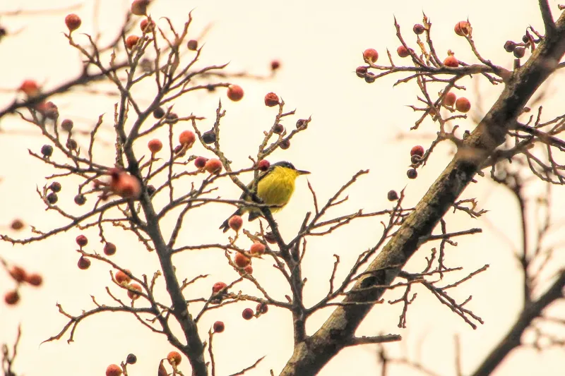 A small yellow bird sits in a tree