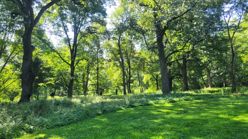 A landscape with tall oak trees and lush green grass