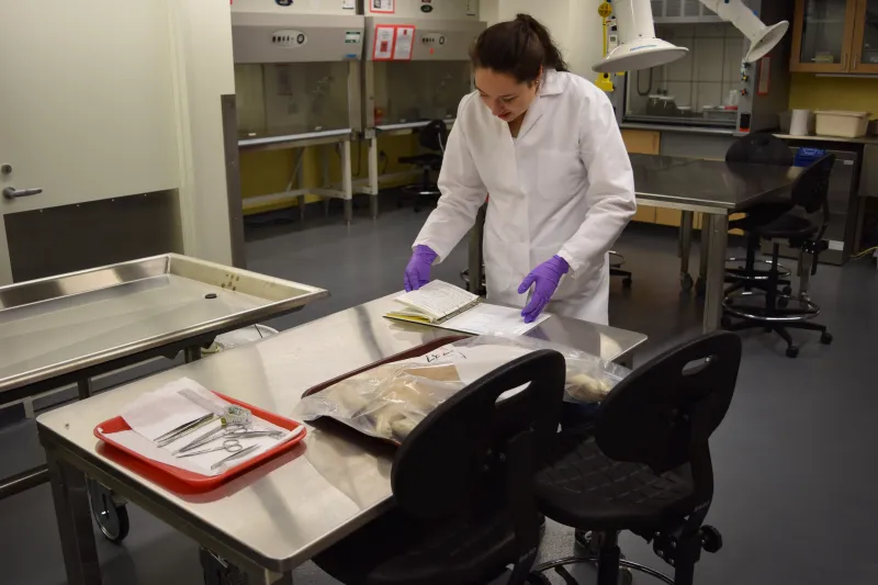 Author in lab working on senior thesis research