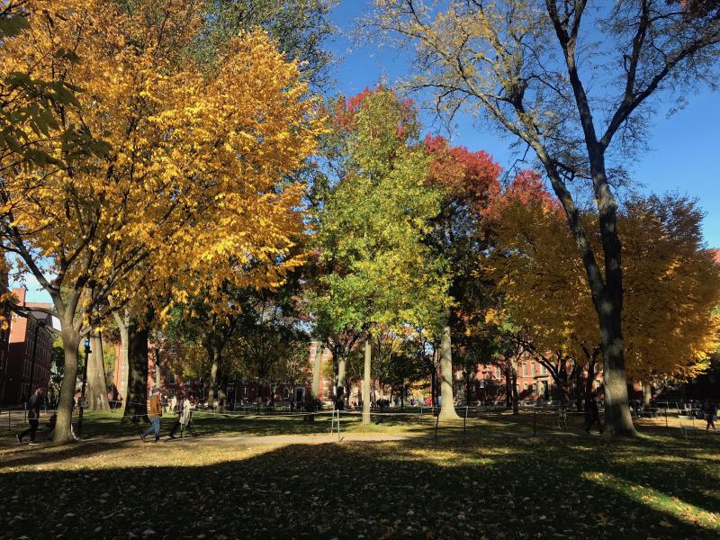 Fall foliage in Harvard Yard