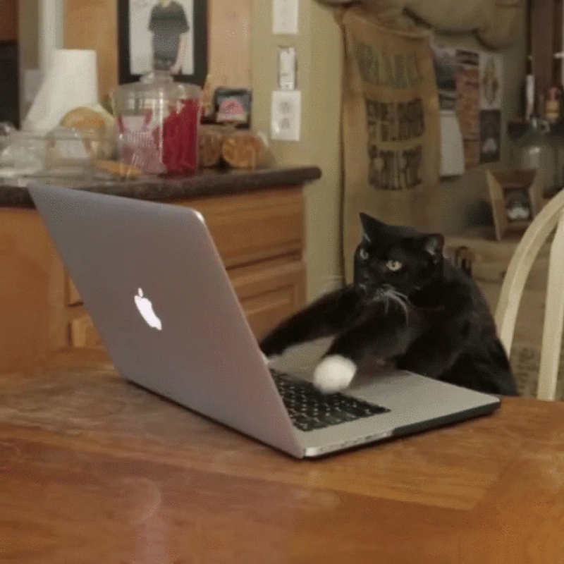 Screenshot of a cat typing on a computer