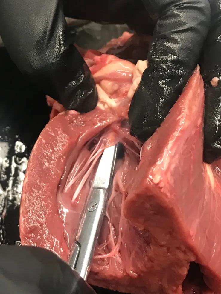 Author dissecting a cow heart 
