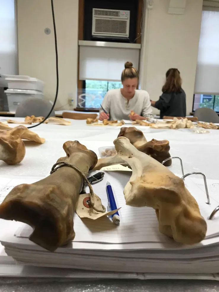 Photograph of Osteoarchaeology lab 