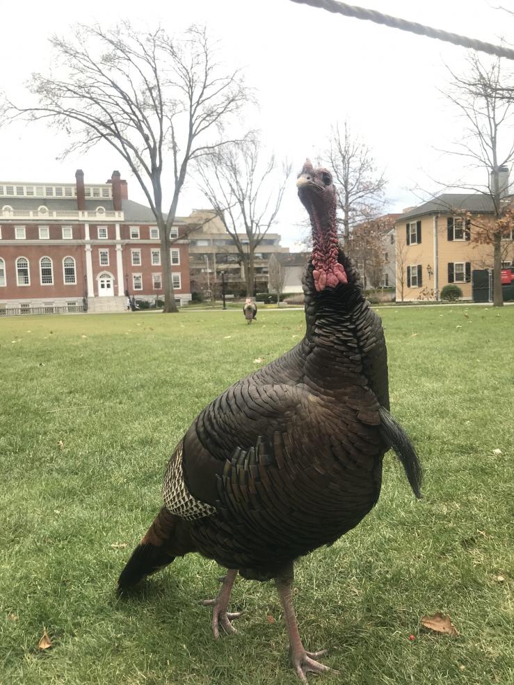 Turkey on Harvard's campus
