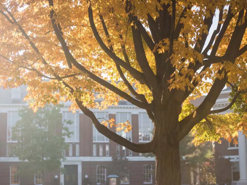 Tree with fall foliage