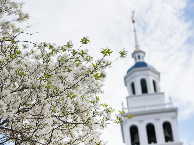 a tree with flowers in front of steeple