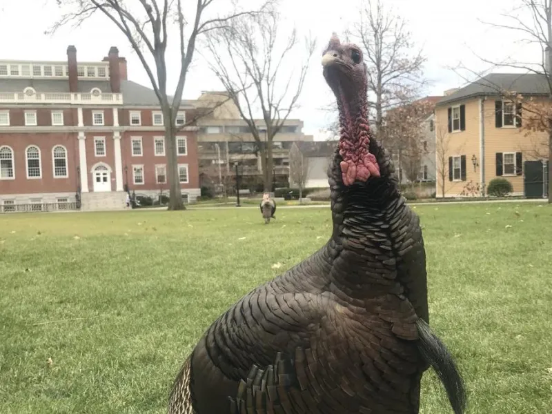 Turkey on Harvard's campus