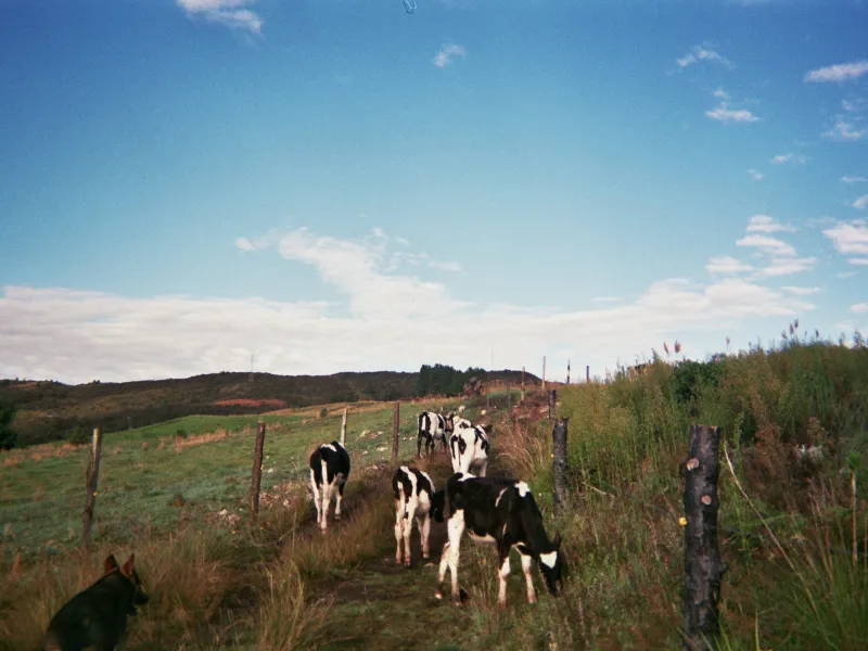 Ecuador landscape with cows
