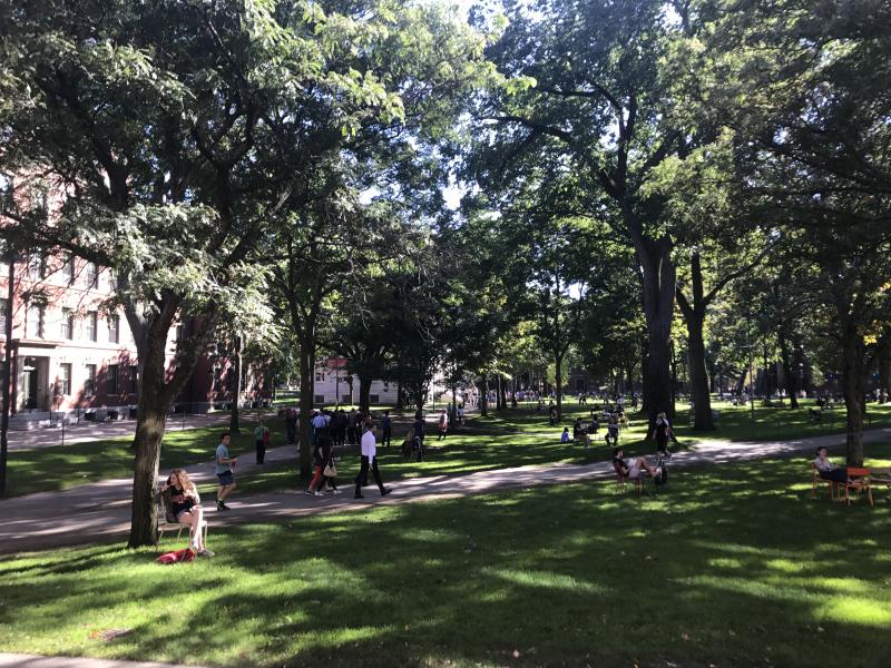 a sunny afternoon in harvard yard, with trees, people, and walking paths