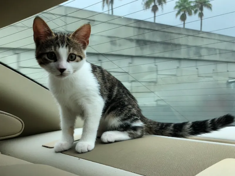 Kitten sitting in a car