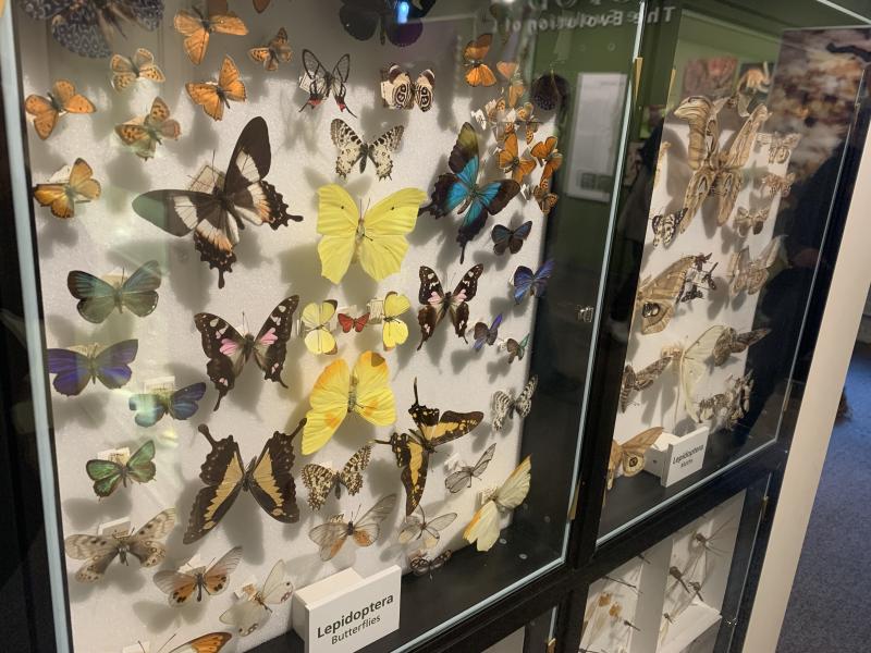 Picture of display of colorful butterflies pinned inside a box framed with a transparent window.