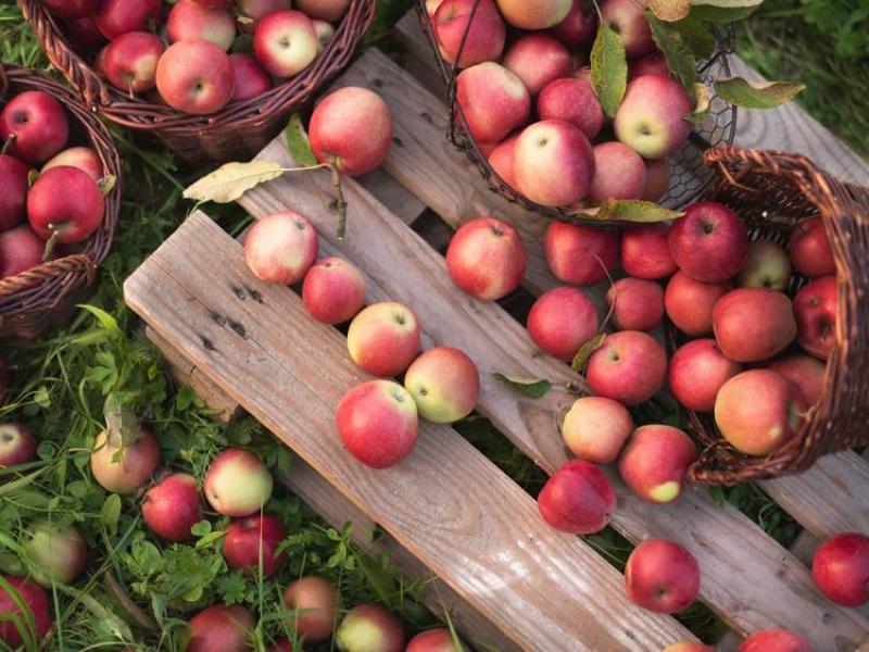 Apples in a basket