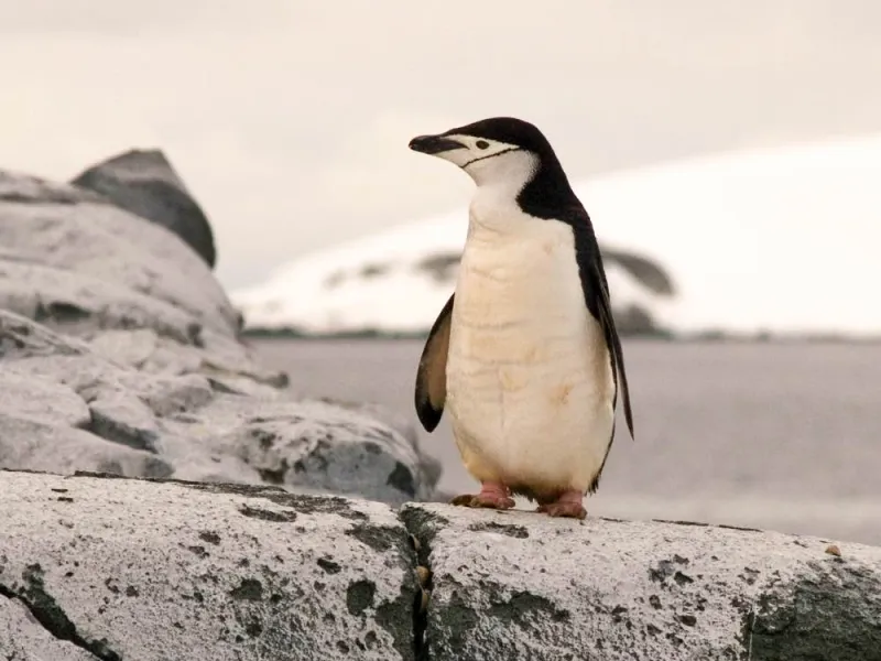 Penguin in Antarctica standing on a rock