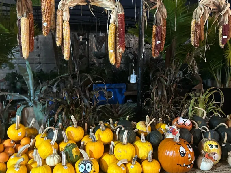 A bundle of pumpkins of different sizes