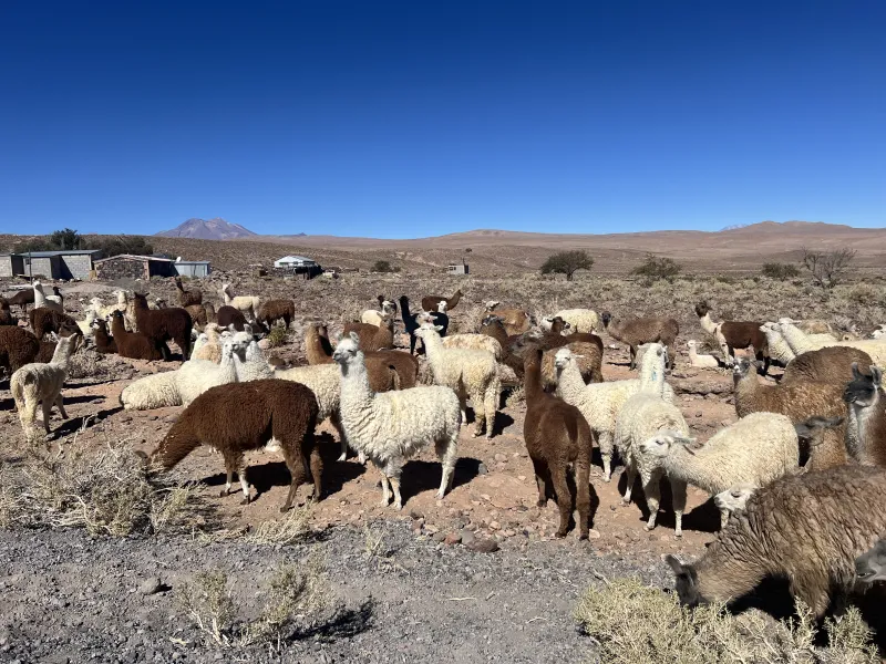 A picture of llamas!
