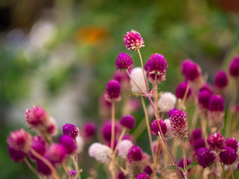 A closeup of purple flowers at Eastie Farm.
