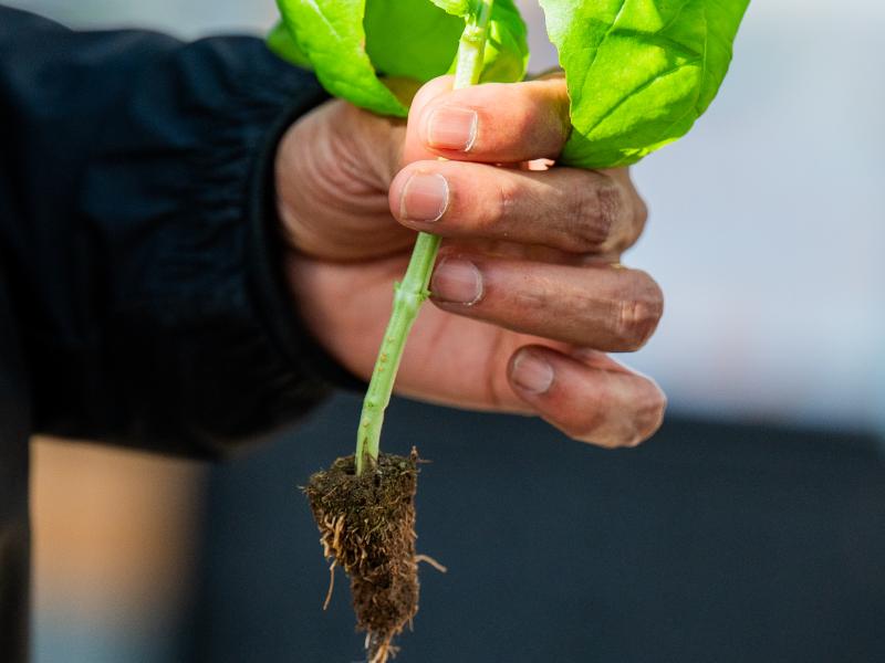 A closeup of a green plant with its roots.