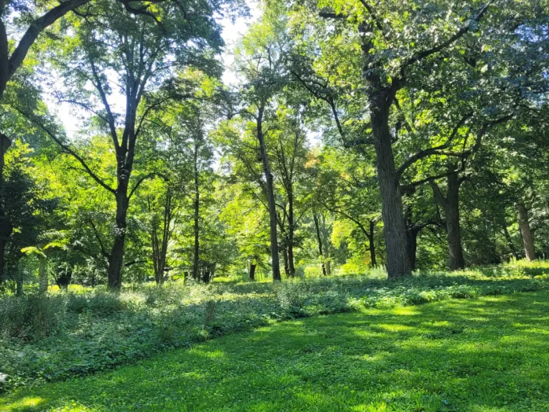 A landscape with tall oak trees and lush green grass