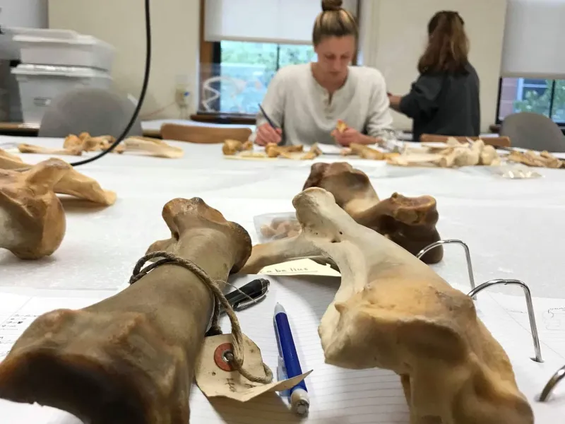 My friend Mathilde in our Osteoarchaeology class 
