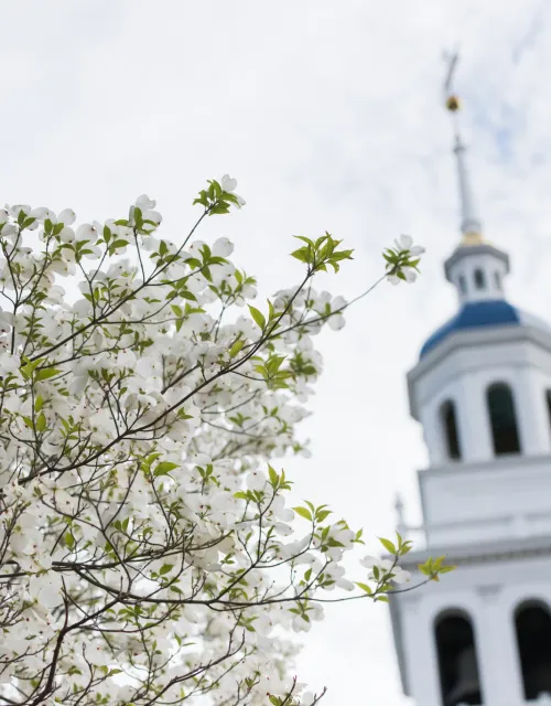 a tree with flowers in front of steeple