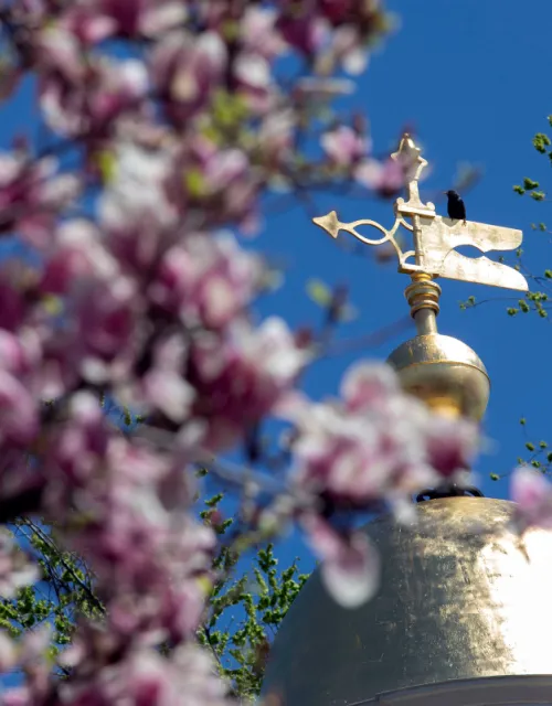 A Lowell House tower is framed by blooms.
