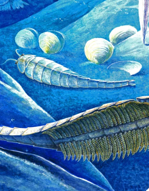 Artist rendering what the shrimp-like Cambrian species may have looked like.