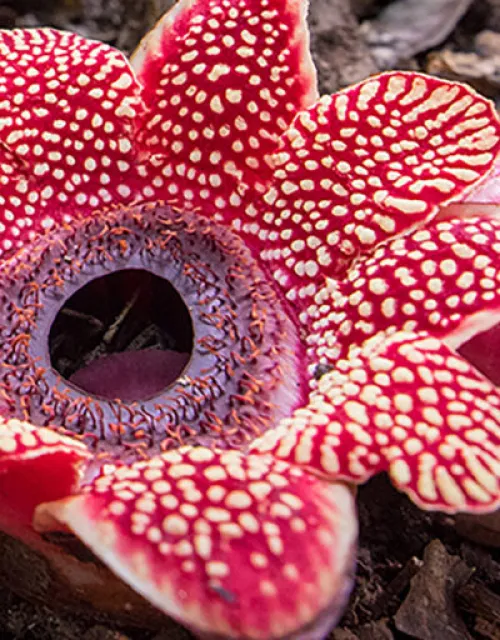 Sapria himalayana is found in Southeast Asia and its mottled red and white flower is about the size of a dinner plate.