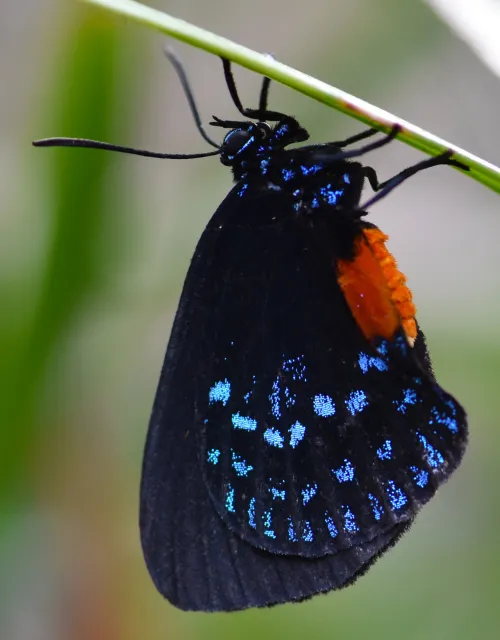 Atala hairstreak (Eumaeus atala) hanging delicately under a leaf of its cycad hostplant.