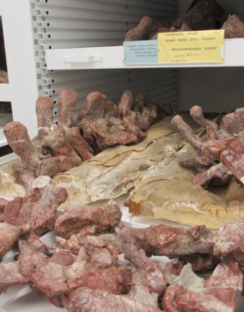 Vertebrae from a Dinodontosaurus, an extinct forerunner to mammals, in the collection at the Harvard Museum of Comparative Zoology.