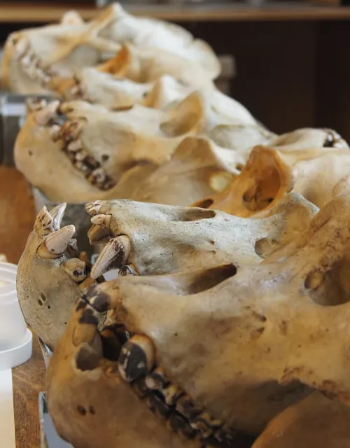 Grauer's gorilla specimens at the Royal Museum for Central Africa in Belgium, showing typical dental calculus deposits on the teeth that are stained dark likely as a result of their herbivorous diet.
