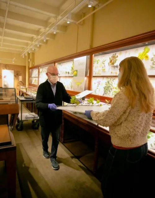 Ware Collection of Blaschka Glass Models of Plants conservator Scott Fulton (left) and collection manager Jennifer Brown put the finishing touches on the exhibit “From the Hands of the Makers.”
