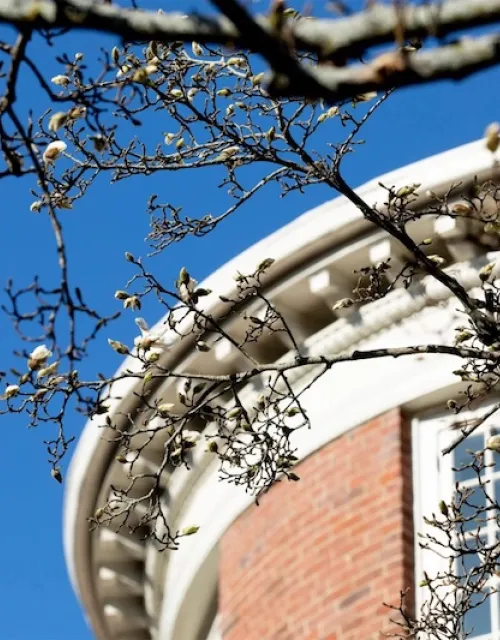 Spring comes to campus with blooming magnolias at Fay House.
