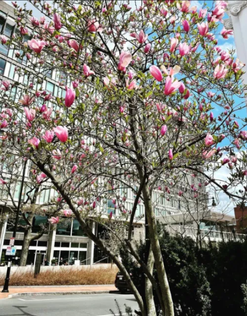 The Smith Campus Center which houses the Harvard University Health Services (HUHS) office on a Spring day.